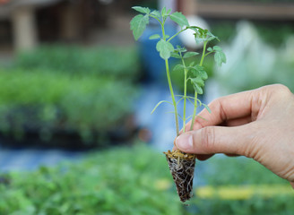 Closeup of organic tomato sprout in the market show by woman's hand. 