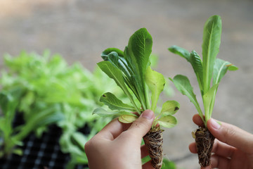 Closeup of organic vegetable sprout show by teenage' s hands.