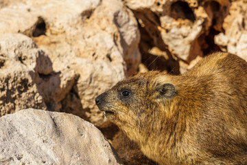 Rock hyrax in rocky terrain in the wild.