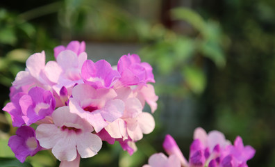 Fototapeta na wymiar Closeup of garlic vine flowers with natural background.