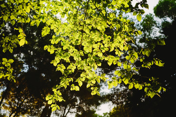 Forest at sunset with warm colors of summer