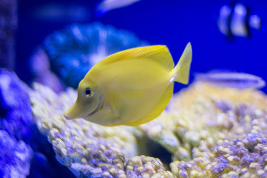 Pez ,Acuario Ciudad de M&eacute;xico