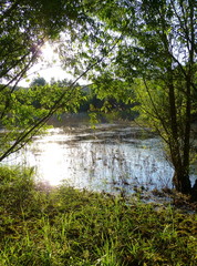 Sunlight reflecting on the surface of a small pond surrounded by vegetation