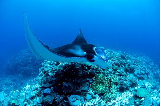 Manta ray swimming in ocean