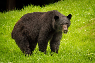 Black bear feeding on fresh green grass on Vancouver Island, British Columbia, Canada