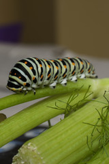 Swallowtail butterfly caterpillar eating wild fennel