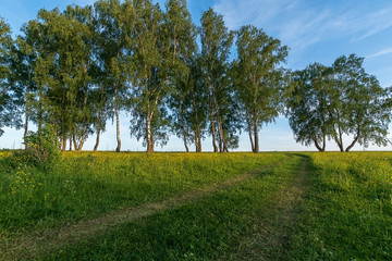 Fototapeta na wymiar Landscape with birches and country road before sunset.