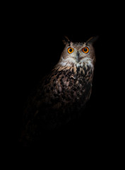 Owl standing in the dark night black background