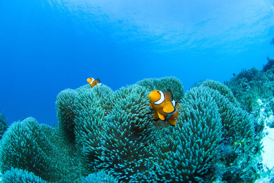 Orange clownfish swimming in coral reef