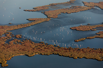 Aerial view of flamingos