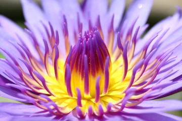 Lotus beautiful, Purple lotus carpel close up flower, Lotus flower close up, Lotus blossom nature