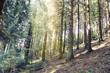 Sun shines through the trees in the pine forest.