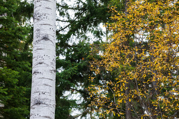 Fototapeta premium Tracks and marks on a Poplar tree made by a black bear climbing it