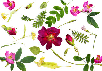 Floral pattern of flowers and leaves and buds of dog rose, linden, plantain, acacia and others...