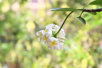 Flower Spa Frangipani flowers, white flowers Bunch shape