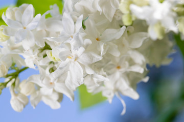 fresh blossomed white lilac with green leaves.