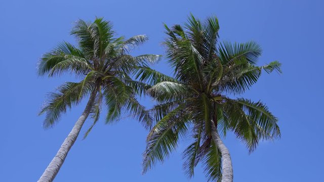 Tropical pristine view with top of coconut palm tree on blue sky background