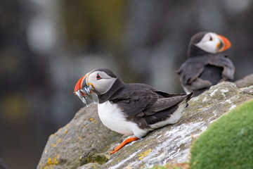 Atlantic Puffins (Fratercula arctica), standing on the cliff at Isle of May