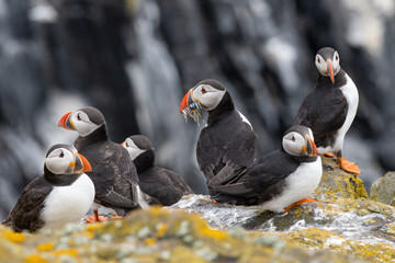 Atlantic Puffins (Fratercula arctica), standing on the cliff at Isle of May