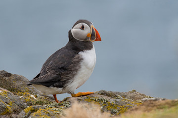 Atlantic Puffin (Fratercula arctica), standing on the cliff at Isle of May