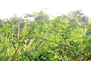 Tree background nature forest green branch