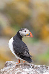 Atlantic Puffin (Fratercula arctica), on cliff’s edge at Isle of May, Scotland.