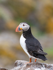 Atlantic Puffin (Fratercula arctica), standing on the cliff at Isle of May