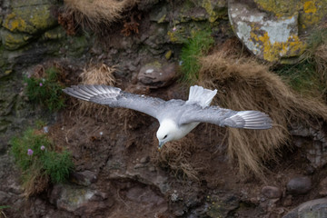 Fototapeta premium Fulmar light morphs hovering near seabird colonies