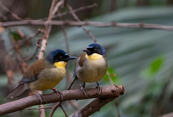 A blue-crowned laughingthrush, Garrulax courtoisi, perched on a tree stump.