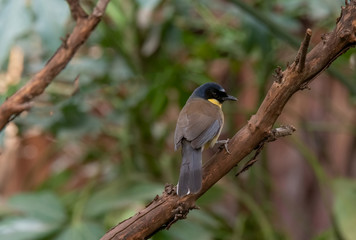 A blue-crowned laughingthrush, Garrulax courtoisi, perched on a tree stump.