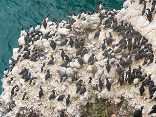 A group of nesting guillemots (Uria aalge) on the cliffs of the Isle of May