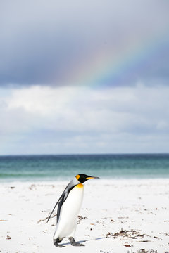 Penguin walking at beach 