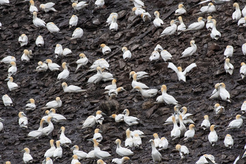 A breading colony of northern gannets (Morus bassanus) on a Bass rock