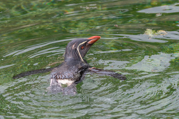 Obraz premium Northern rockhopper penguin (Eudyptes moseleyi). Wild life animal.