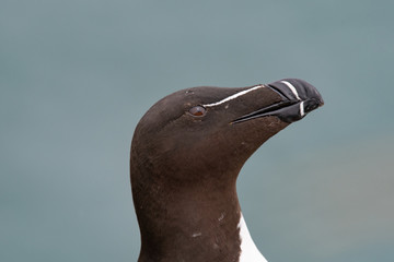 Portrait of Razorbill (Alca torda)in nature