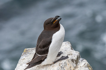 Razorbill (Alca torda) adult standing on rock of coastal cliff Scotland