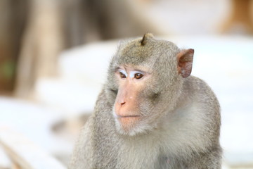 Monkey, Monkey face portrait, Jungle Monkey close up, Monkey Ape