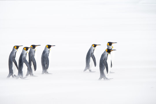 Penguins walking on sand