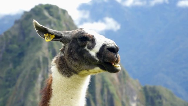 Llama in the top of the Machu Pichu Archieological Lost City of the Inca