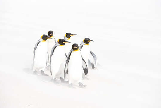 フォークランドのキングペンギン