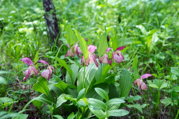 Obraz na płótnie Canvas Bush of rare specieswild orchids grandiflora Lady's Slipper (Cypripedium ventricosum) in the forest.