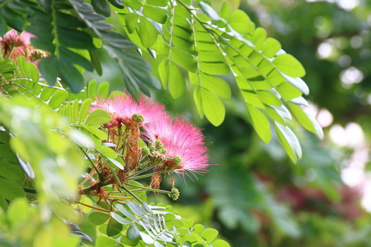 Jaam ju ree flower (Thai word), Albizia lebbeck rain tree Leguminosae, Samanea saman, genus Pithecolobium (Selective focus)