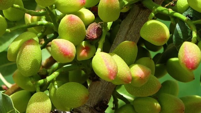 A close up scenic shot of pistachio nuts hanging on its tree branch.