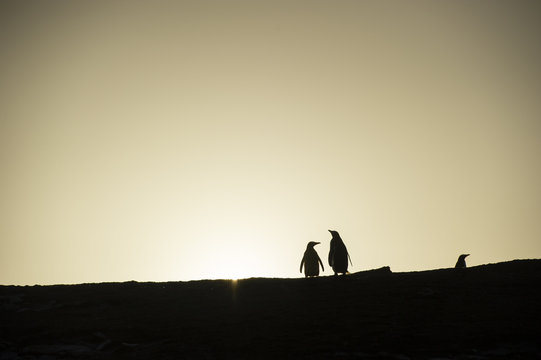 イワトビペンギンのシルエット
