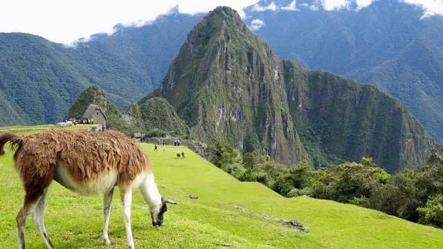 Llama in the top of the Machu Pichu Archieological Lost City of the Inca