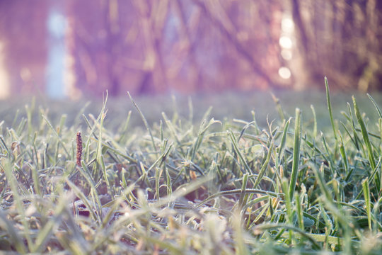 Green grass covered with hoar frost in soft pastel colors. Photo made in free lensing (lens whacking) technique. Shallow depth of field. For wallpaper, background