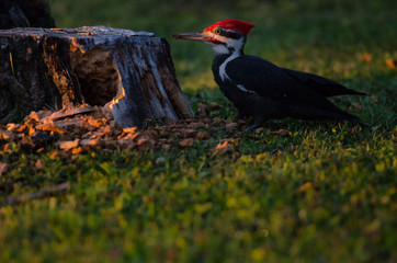 pileated woodpecker