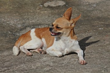 Cute dog,  be small-sized dog,  there is the prominent point that eyes and ears,  see it at UDONTHANI province THAILAND.