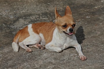 Cute dog,  be small-sized dog,  there is the prominent point that eyes and ears,  see it at UDONTHANI province THAILAND.