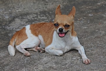 Cute dog,  be small-sized dog,  there is the prominent point that eyes and ears,  see it at UDONTHANI province THAILAND.